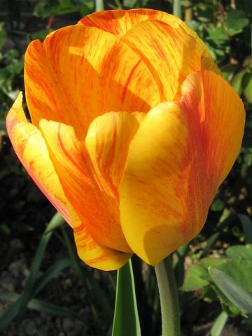 TulipeTriomphe2