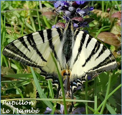 2026PapillonLeFlambe